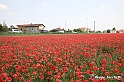VBS_2663 - Fioritura Narcisi Castelnuovo Nigra 2022 e campi di papaveri rossi